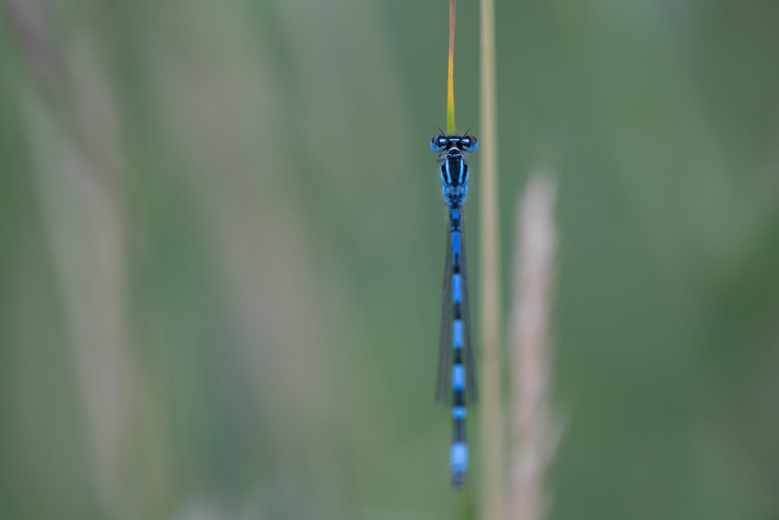 Agrion de Mercure