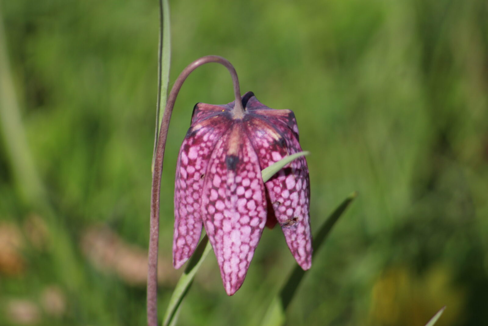 Fritilaire pintade
