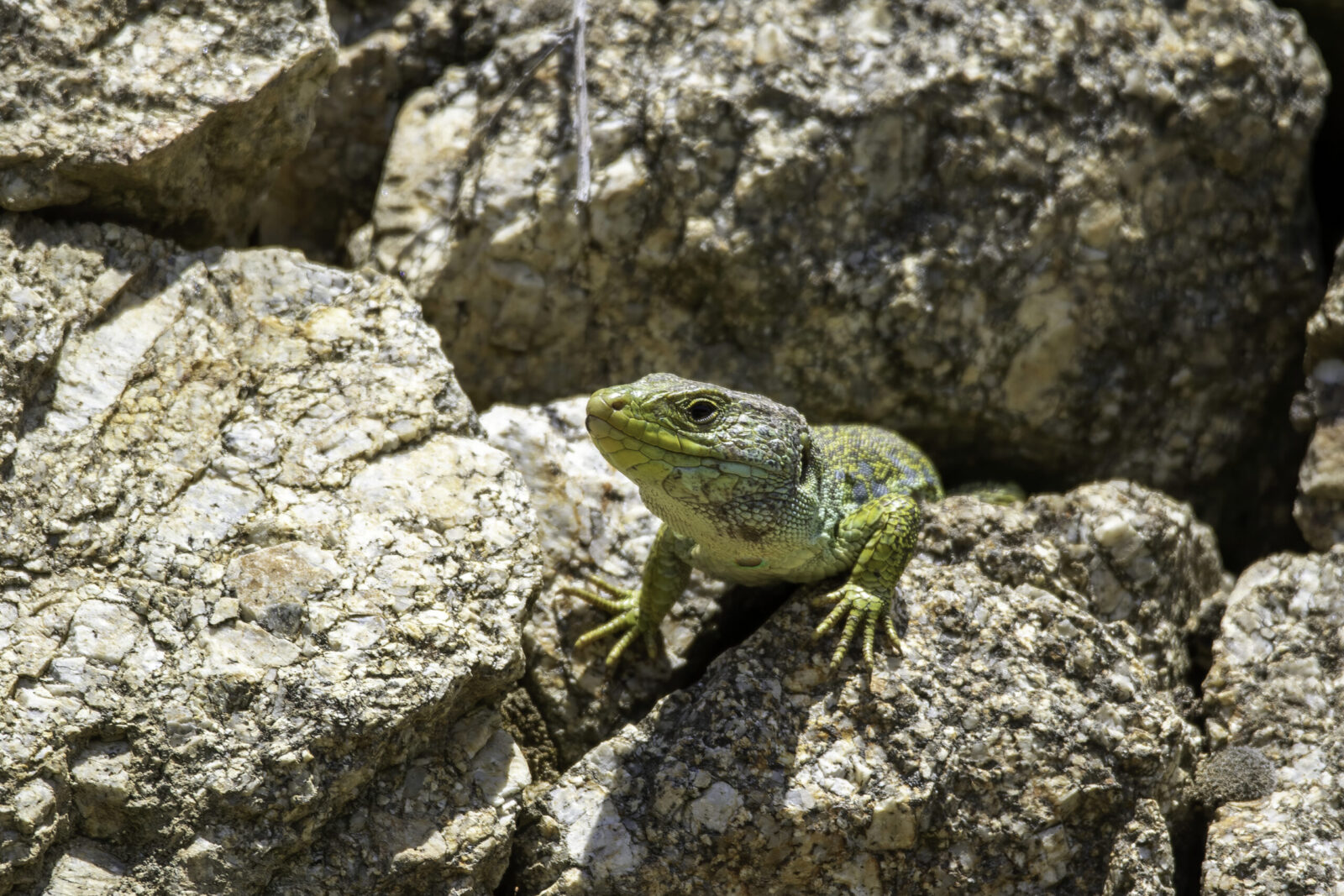 Lézard ocellé